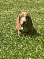 Churro, a female Basset Hound for sale in Orlando, FL – 2 of 10