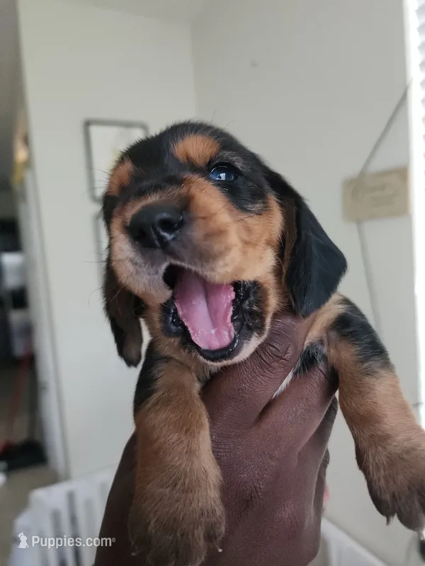 Mowgli – Basset Hound puppy for sale in Orlando, FL