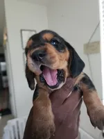 Mowgli, a male Basset Hound for sale in Orlando, FL – 1 of 5