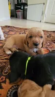 Maui, a male Basset Hound for sale in Orlando, FL – 4 of 5