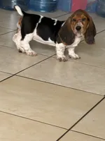 Moochi, a female Basset Hound for sale in Orlando, FL – 9 of 10