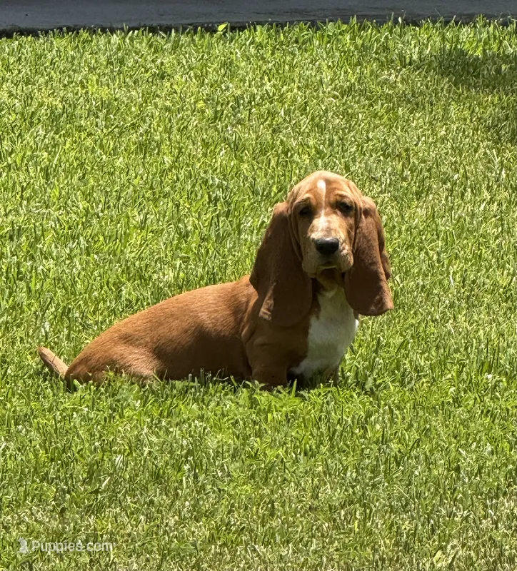 Nutmeg – Basset Hound puppy for sale in Orlando, FL
