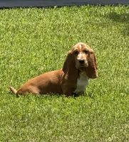 Nutmeg, a female Basset Hound for sale in Orlando, FL – 1 of 9