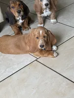 Nutmeg, a female Basset Hound for sale in Orlando, FL – 3 of 9