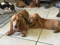 Nutmeg, a female Basset Hound for sale in Orlando, FL – 5 of 9