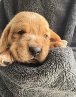 Belle, a female Basset Hound for sale in Orlando, FL – 3 of 5