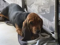 Moses, a male Basset Hound for sale in Orlando, FL – 5 of 8