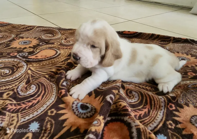 Roxi – Basset Hound puppy for sale in Orlando, FL