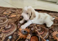 Roxi, a female Basset Hound for sale in Orlando, FL – 1 of 5