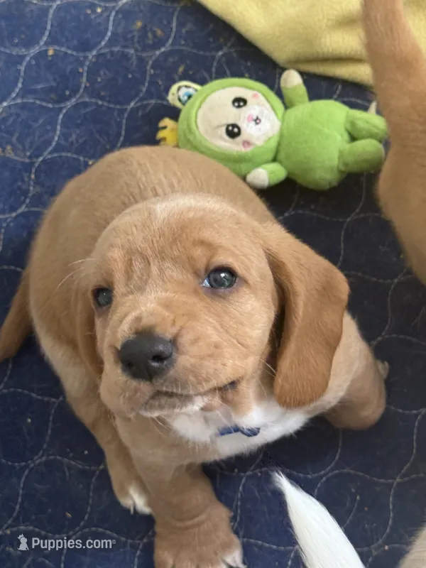 Maui – Basset Hound puppy for sale in Orlando, FL