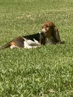 Moochi, a female Basset Hound for sale in Orlando, FL – 3 of 10