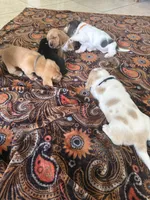 Lilo , a female Basset Hound for sale in Orlando, FL – 4 of 7