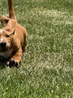 Gracie, a female Basset Hound for sale in Orlando, FL – 7 of 9