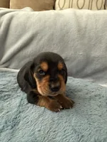 Mowgli, a male Basset Hound for sale in Orlando, FL – 3 of 5