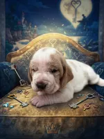 Roxi, a female Basset Hound for sale in Orlando, FL – 2 of 5