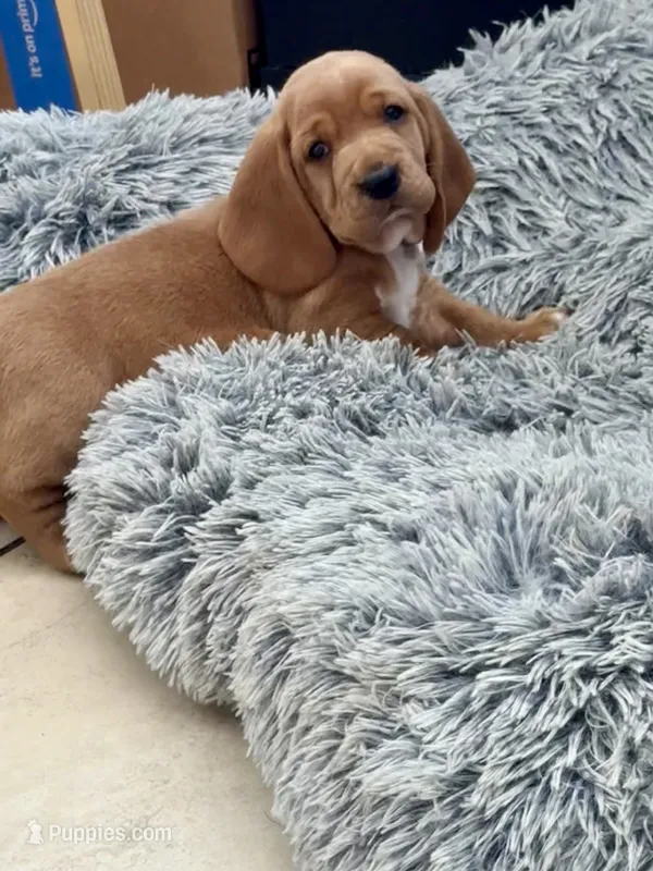 Belle – Basset Hound puppy for sale in Orlando, FL