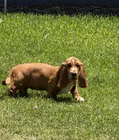 Nutmeg, a female Basset Hound for sale in Orlando, FL – 3 of 9