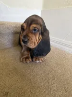 Moses, a male Basset Hound for sale in Orlando, FL – 8 of 8