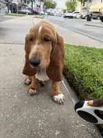 Gracie, a female Basset Hound for sale in Orlando, FL – 4 of 9
