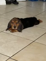 Moses, a male Basset Hound for sale in Orlando, FL – 3 of 8