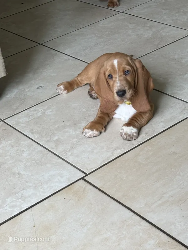 Nutmeg – Basset Hound puppy for sale in Orlando, FL