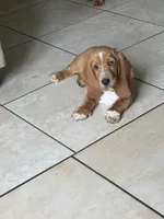 Nutmeg, a female Basset Hound for sale in Orlando, FL – 2 of 9