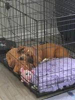 Nutmeg, a female Basset Hound for sale in Orlando, FL – 4 of 9