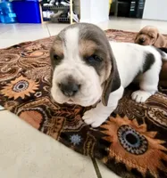 Lilo , a female Basset Hound for sale in Orlando, FL – 6 of 7
