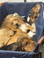 Nutmeg, a female Basset Hound for sale in Orlando, FL – 7 of 9