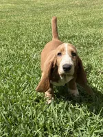 Churro, a female Basset Hound for sale in Orlando, FL – 1 of 10