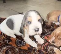 Lilo , a female Basset Hound for sale in Orlando, FL – 3 of 7