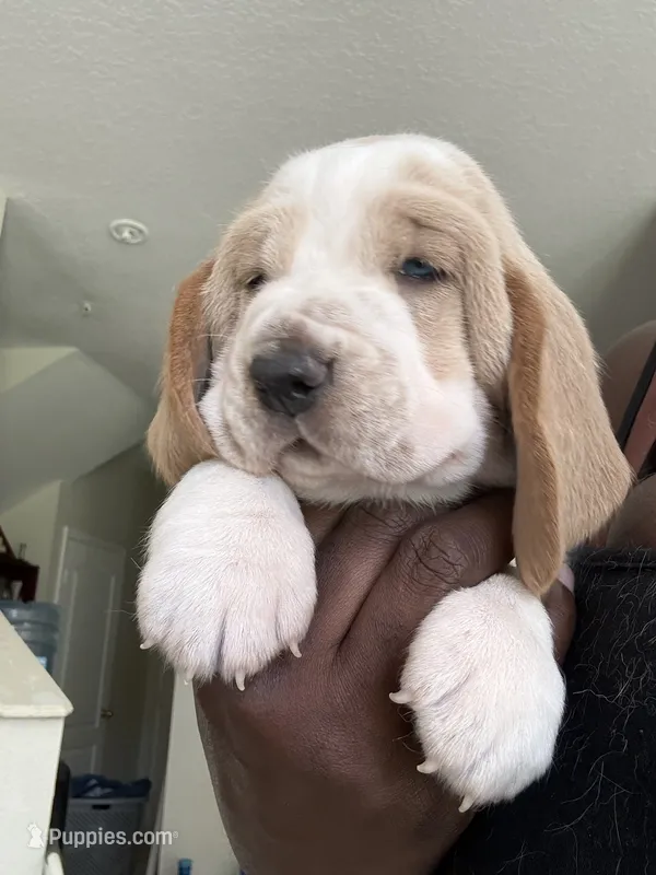 Roxi – Basset Hound puppy for sale in Orlando, FL