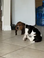 Moochi, a female Basset Hound for sale in Orlando, FL – 8 of 10