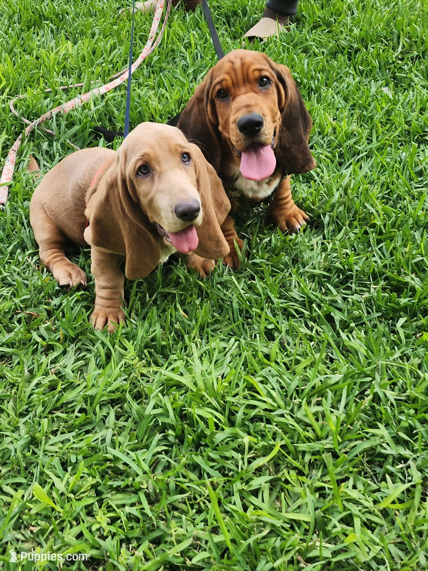 Moses, a male Basset Hound for sale in Orlando, FL – 2 of 8
