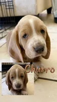 Churro, a female Basset Hound for sale in Orlando, FL – 10 of 10