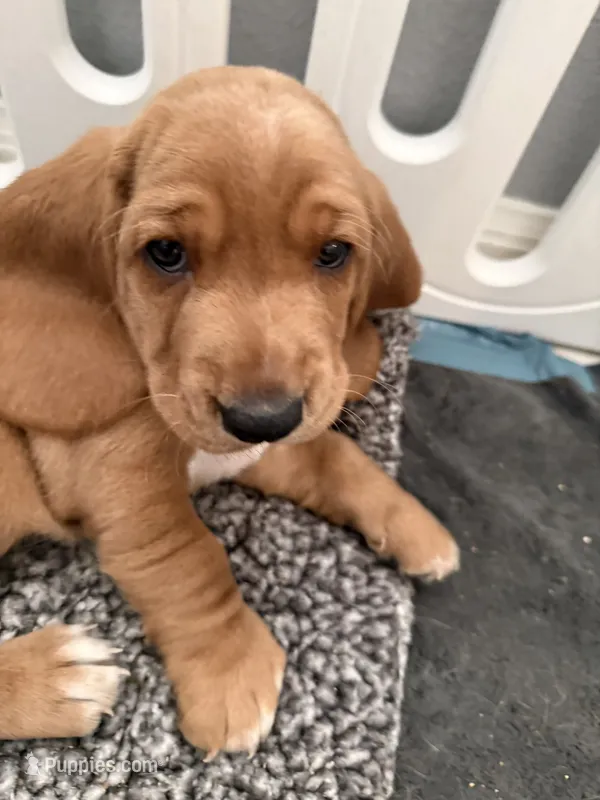 Maui – Basset Hound puppy for sale in Orlando, FL