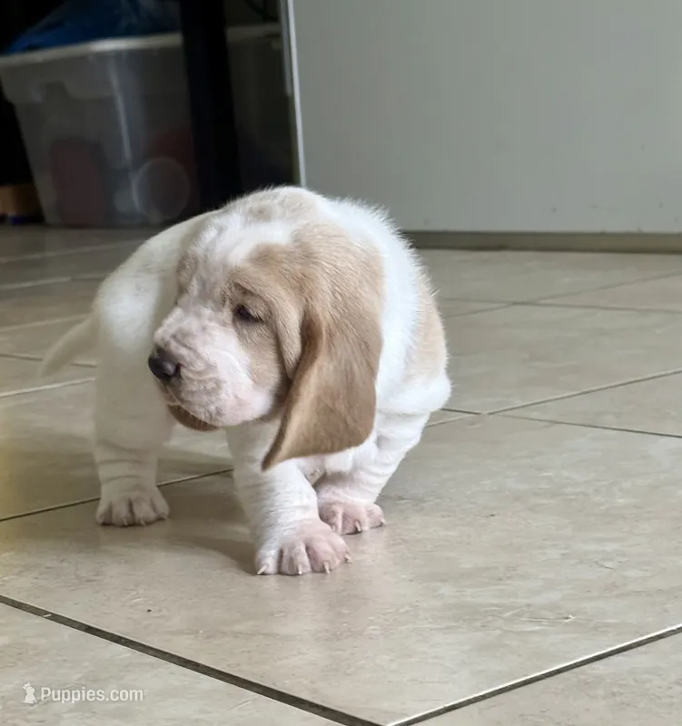 Roxi – Basset Hound puppy for sale in Orlando, FL