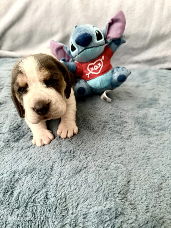 Lilo  – Basset Hound puppy for sale in Orlando, FL