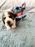 Lilo , a female Basset Hound for sale in Orlando, FL – 1 of 7