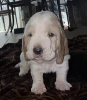 Roxi, a female Basset Hound for sale in Orlando, FL – 3 of 5