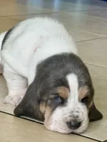 Lilo, a female Basset Hound for sale in Orlando, FL – 7 of 8