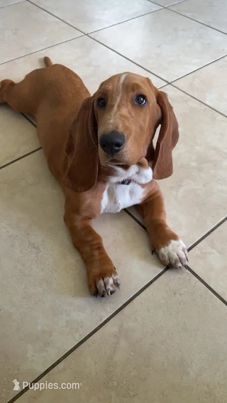 Gracie – Basset Hound puppy for sale in Orlando, FL