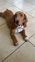 Gracie, a female Basset Hound for sale in Orlando, FL – 1 of 9