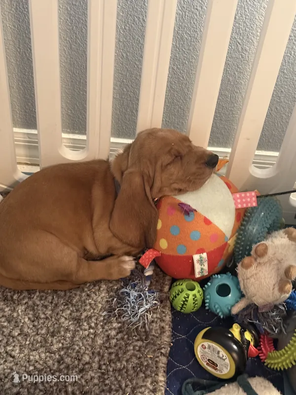 Maui – Basset Hound puppy for sale in Orlando, FL