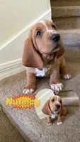 Nutmeg, a female Basset Hound for sale in Orlando, FL – 8 of 9