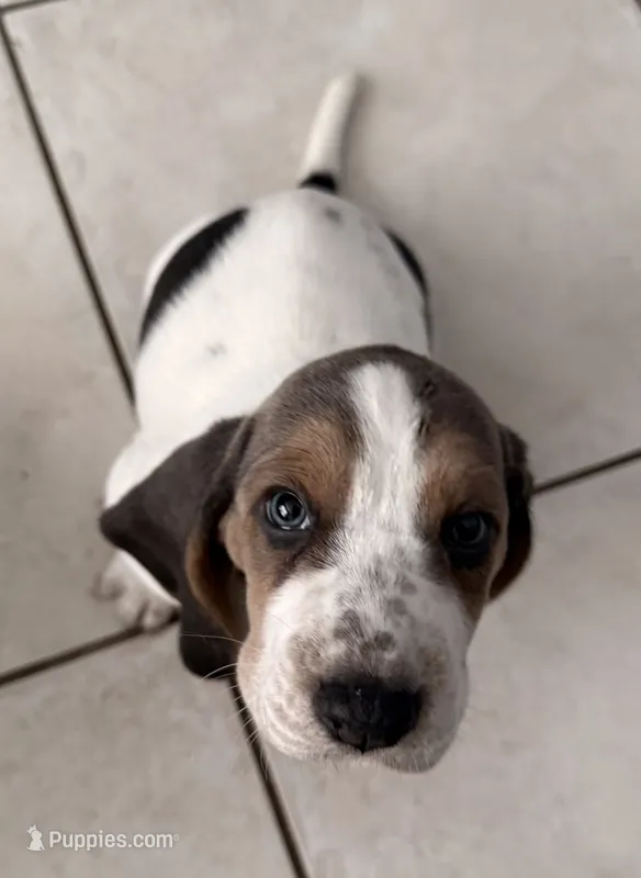 Lilo – Basset Hound puppy for sale in Orlando, FL
