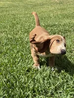 Churro, a female Basset Hound for sale in Orlando, FL – 3 of 10