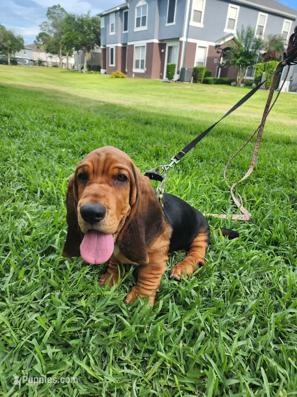 Moses – Basset Hound puppy for sale in Orlando, FL