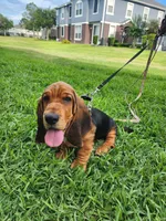 Moses, a male Basset Hound for sale in Orlando, FL – 1 of 8