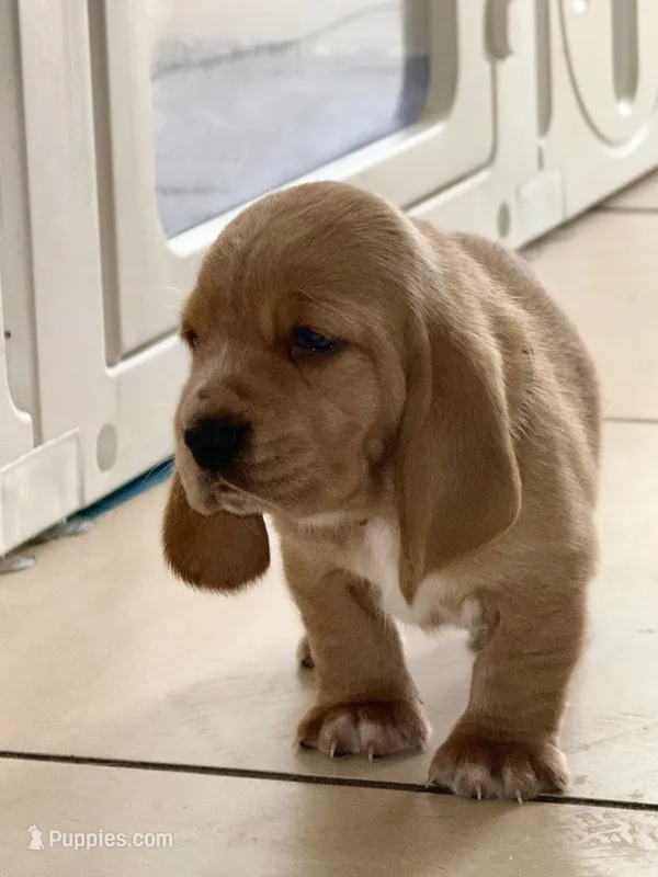 Belle – Basset Hound puppy for sale in Orlando, FL